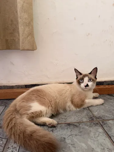 Gata castrada e vermifugada