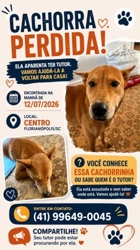 Cachorra Doação