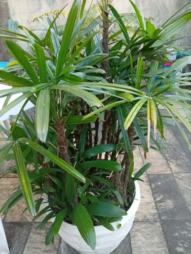 PLANTA A VENDA