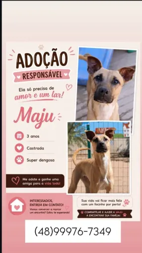 Doa-se cachorro