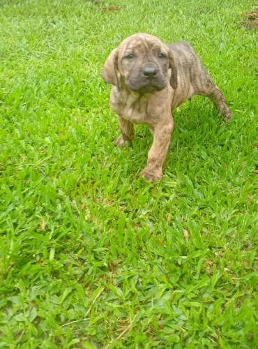 Filhotes fila brasileiro