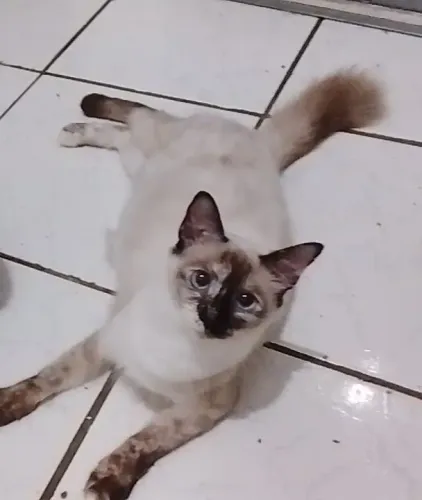 Me adota? A espera de carinho         