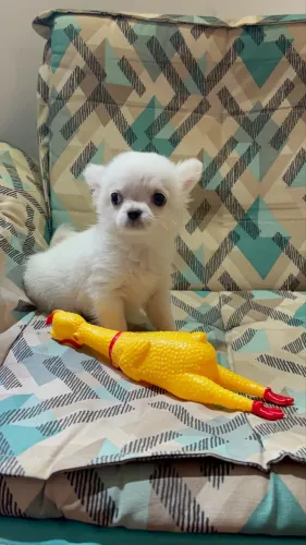 Chihuahua macho pelo longo 