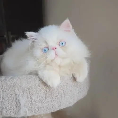 Filhote gato persa branco