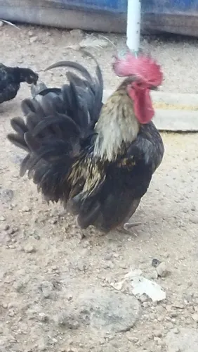Frango Nagasaki