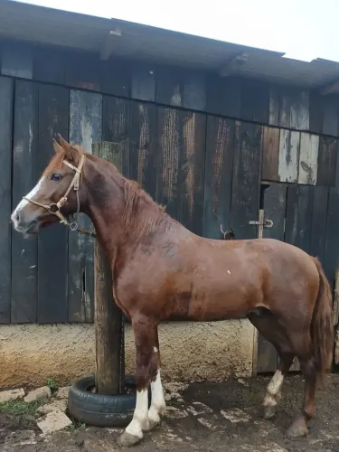 Cavalo manga larga marchador com documento 