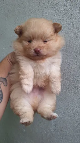 Lulu da Pomerânia macho 