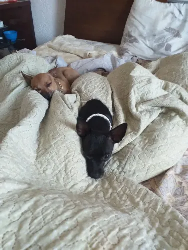Vendo pinscher fêmea