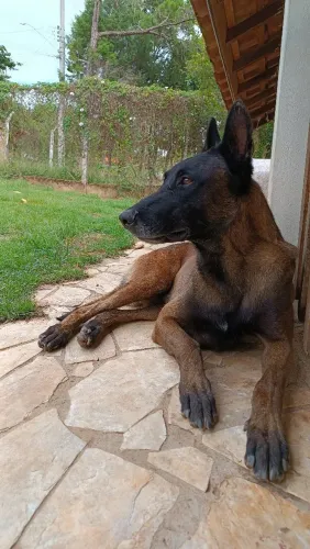 Cães raça belga malinois