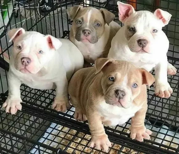 American Bully - Uma Fofura Que Vai Transformar Sua Rotina