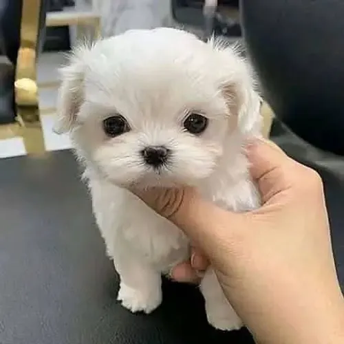 Filhote de cachorro Maltês vacinado e vermifugado com saúde