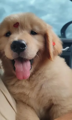 Golden Retriever filhotes liberados