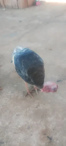 Vendo perú macho