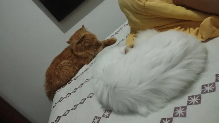 Gato persa macho com pedigree pra cruzar