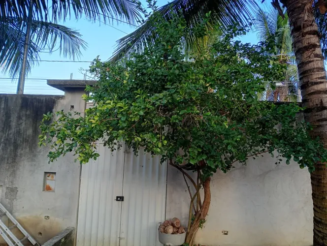 LP Jardinagem trabalhamos com estação de gramas paisagismo e decorações de jardim