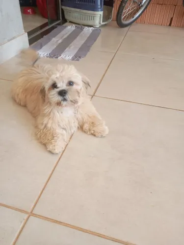 Filhote de Shitzu com 10 meses 