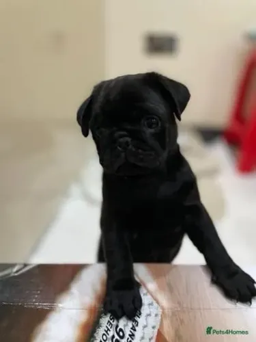 Bebezinho pug brincalhão e saudável de excelente genética