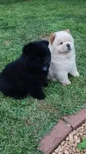 Filhote Chow-chow, Pequenos anjos de quatro patas esperando por um lar!