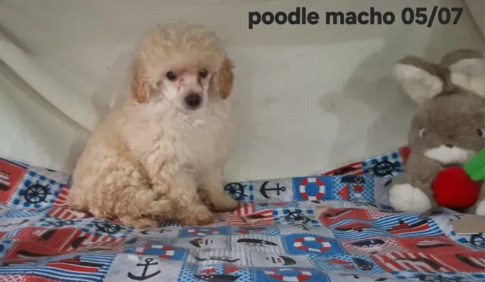 Poodle macho disponível