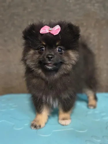 Lulu da Pomerania anão com pedigree
