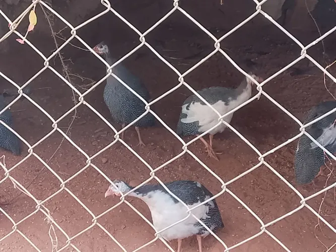 Galinhas de Angola
