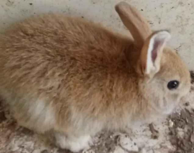 Coelho Fêmea pequena muito linda e dócil