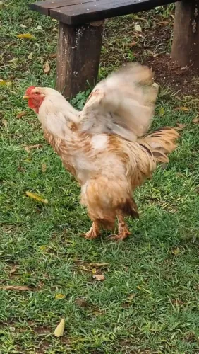 Galo brahma puro