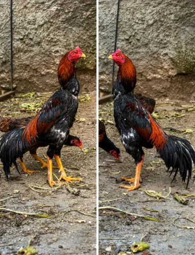 Ovos galados. Índio. Mura 