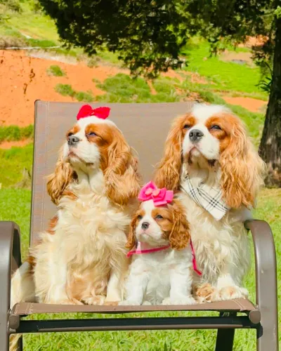 CAVALIER KING CHARLES SPANIEL DE EXCELENTE PADRÃO!!!