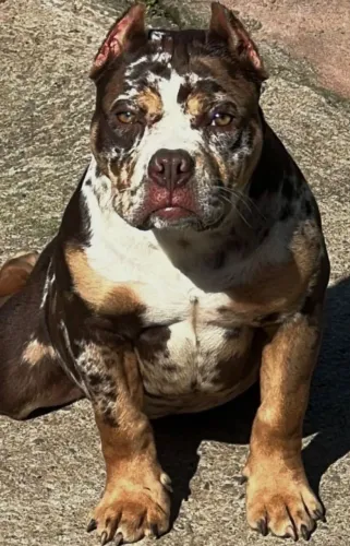 American Bully Pocket Merle tricolor com Pedigree 