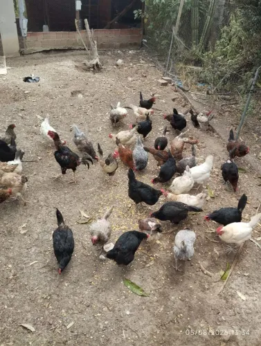 Galinha raça GLC poedeira