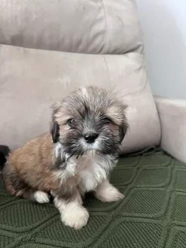 Filhote de Lhasa Apso fêmea 700 , 00primeira dose de vermifugo já tomada