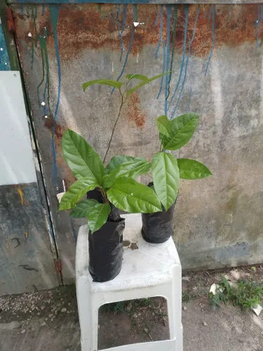Maracujá