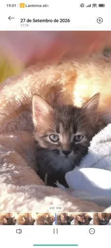 Gatinha fêmea pra adoção.