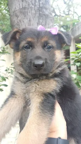 Cães Lindos Filhotes Macho e Fêmea de Pastor Alemão Documentação