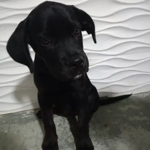Cane corso fêmea 