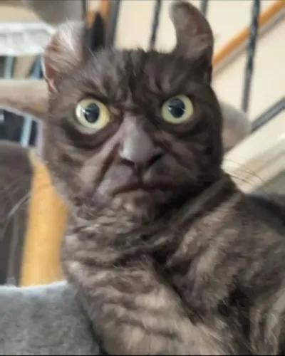 Gatinhos para adoção ?