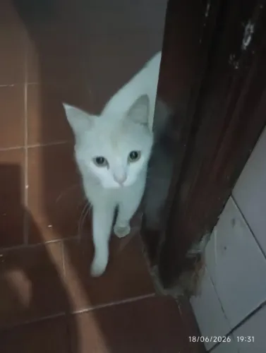 Doando gata dócil 