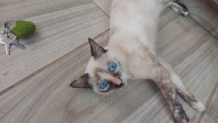 Gatinha siamesa