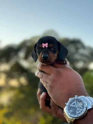 Dachshund | Um filhote para iluminar sua rotina 