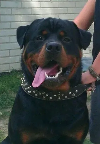 Rottweiler de luxo e procedência parcelo ,,