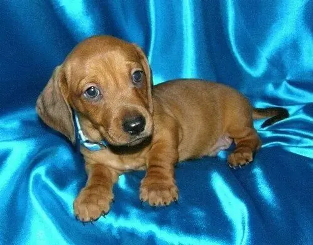 Basset Teckel Miniatura - Parcelo até 12x ! 