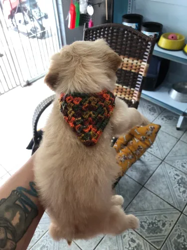 Cocker Spaniel