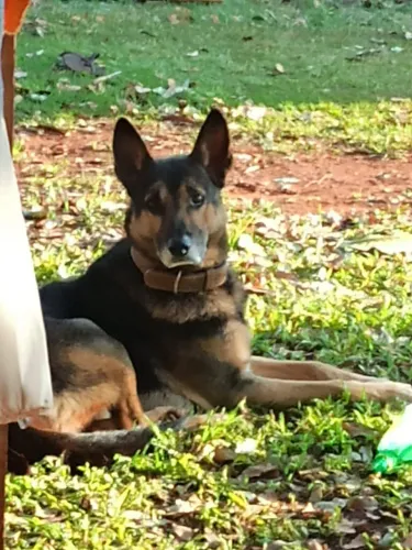 Fêmea cão pastor alemão