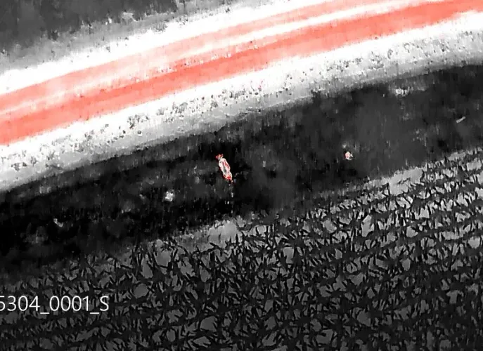 Monitoramento Rural com Drone Termal Javalis e Rebanho