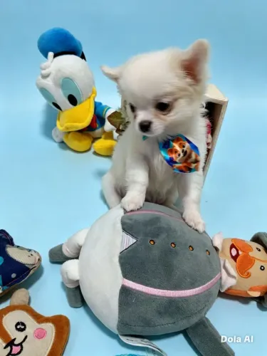 Chihuahua lindo pelo longo 