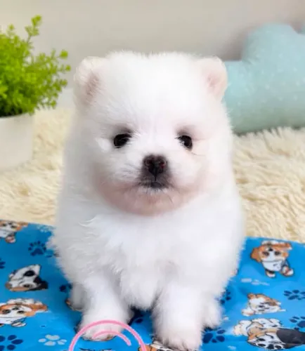 Spitz alemão