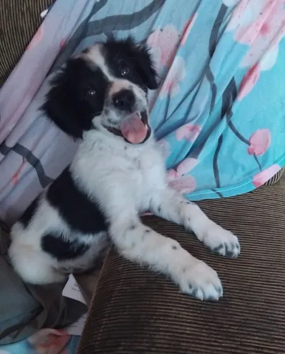 ?Olá estou doando esse cachorrinho porfavor ajude ele!