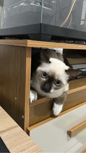 Doação gatinha 