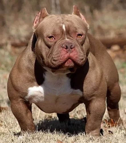 Americam Bully pedigree grátis só hoje promoção,,....